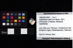 Foto (Objket + Etiketten) von Galatheithes zitteli (von Meyer, 1851) 